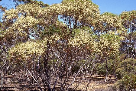 Eucalyptus leptophylla p Denzel Murfet Ferries McDonald CP